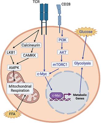 Fatty Acid Metabolism and T Cells in Multiple Sclerosis